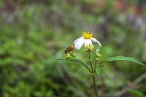 insetti che si appollaiano sul fiore di bidens pilosa foto