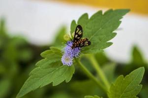 huebneri, una piccola farfalla appollaiata su un fiore di praxelis. fotografia naturalistica foto