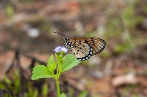 farfalla marrone appollaiata sul fiore foto