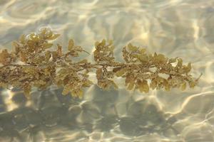 alga sulla spiaggia della thailandia foto