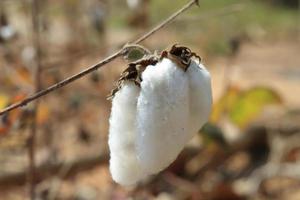 primo piano di cotone maturo sul ramo foto