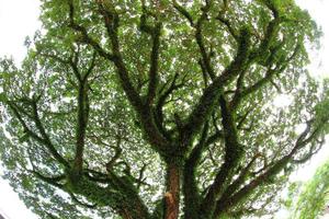 sotto un grande albero verde. composizione della natura foto