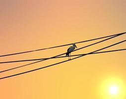 uccelli aggrappati ai fili dopo il tramonto foto