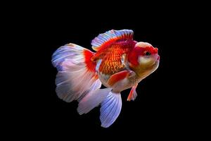 pesce rosso isolato su nero foto