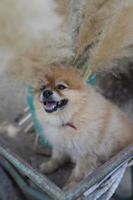 cucciolo di cane Pomerania foto