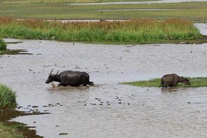 thale noi, phatthalung foto