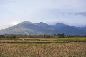 sole mattutino nel campo foto