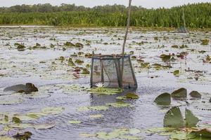 thale noi, phatthalung, tailandia foto