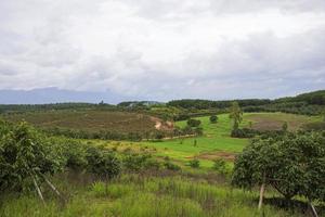 giardino longan, chiang mai foto