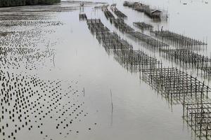 fattoria di crostacei, thailandia foto