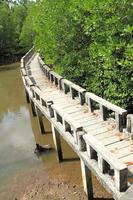 ponte di cemento vai alla foresta di mangrovie foto