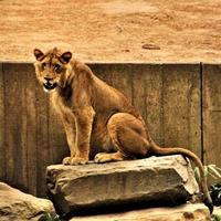 un primo piano di un leone africano foto