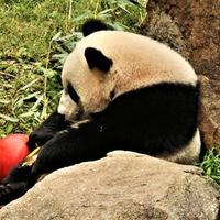 un primo piano di un panda foto