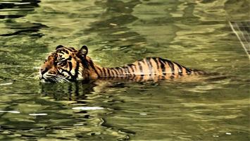 un primo piano di una tigre foto