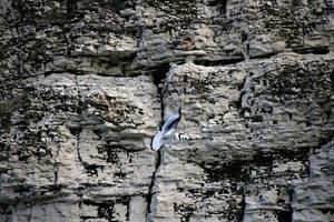 un primo piano di un gattino a Bempton Cliffs foto