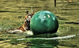 un primo piano di una tigre foto