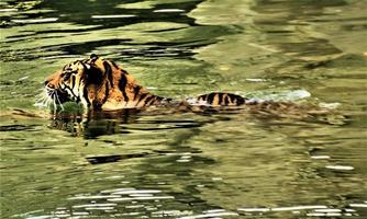 un primo piano di una tigre foto