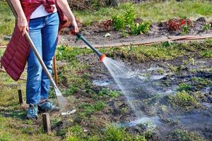 un giardiniere sta annaffiando il suo orto in un giardino primaverile con un irrigatore. foto