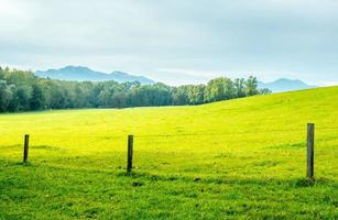 alberi verdi nel parco del palazzo di herrenchiemsee foto