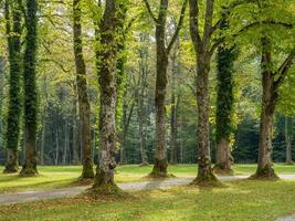 alberi verdi nel parco del palazzo di herrenchiemsee foto