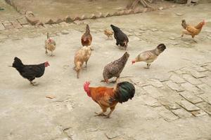 pollo sul cortile della stalla. concetto di allevamento di pollame foto