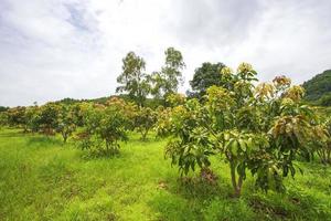 giardino longan, chiang mai foto