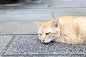 gatto randagio che dorme foto