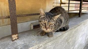 ritratto di un gatto soriano di strada nel cortile della casa foto