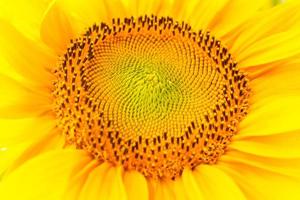 i girasoli giallo brillante in piena fioritura in giardino per l'olio migliorano la salute della pelle e promuovono la rigenerazione cellulare foto