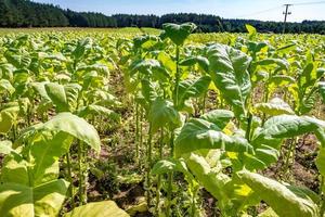 piantagione di tabacco sotto il cielo blu con grandi foglie verdi foto