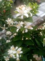 fiore d'arancio, carta da parati, bellezza natura foto