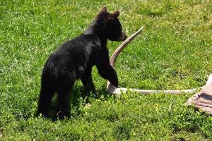 cucciolo di orso nero che gioca con un grande corno foto