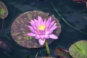 ninfea in fiore viola chiaro in acqua foto