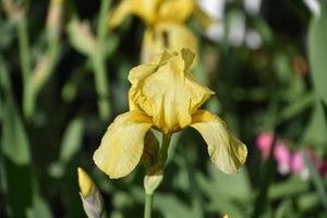 incredibile fioritura di iris barbuto giallo in fiore foto