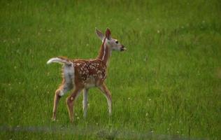 cucciolo di cervo con la lingua fuori in un campo foto