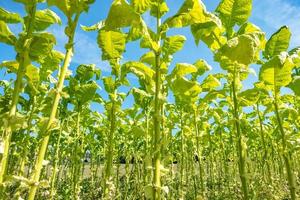 piantagione di tabacco sotto il cielo blu con grandi foglie verdi foto