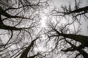 corone spoglie e rami goffi di enormi querce che crescevano nel cielo grigio pallido foto