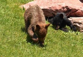 cuccioli di orso nero del bambino selvaggio che giocano nell'erba foto