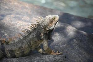 profilo laterale di un'iguana comune grigia foto