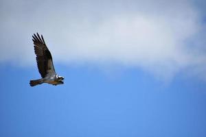 falco pescatore con ali piumate distese in volo foto