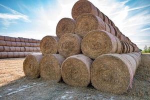 enorme mucchio di paglia di balle di fieno rotolare tra il campo raccolto. lettiera del bestiame foto