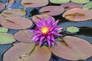 ninfea di fioritura viola e gialla in uno stagno di ninfee foto