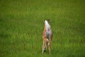 cervo dalla coda bianca lunga in un grande campo di erba foto