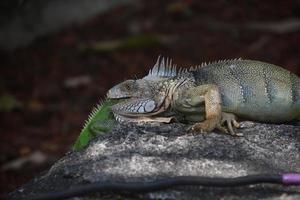 coppia di iguane su una roccia una di fronte all'altra foto