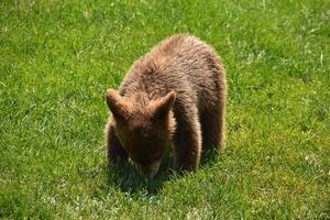 cucciolo di orso nero cannella che gioca nell'erba foto