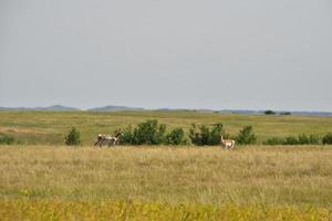 pronghorn nelle pianure erbose del nord dakota foto