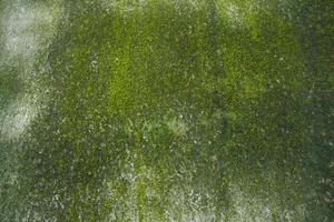 funghi muschio verde texture sfondo astratto muro di cemento. sfondo vintage arrugginito, grungy, granuloso foto