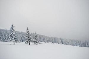 pini coperti di neve sulla montagna chomiak. splendidi paesaggi invernali delle montagne dei Carpazi, ucraina. natura gelata. foto