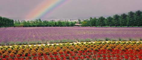 i campi di lavanda fioriscono a Hokkaido in Giappone per rilassarsi in estate o in primavera. foto