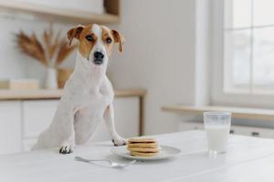 jack russell terrier tiene entrambe le zampe sul tavolo con frittelle, bicchiere di latte, posa sullo sfondo della cucina. cibo delizioso. cane di razza in appartamento moderno foto